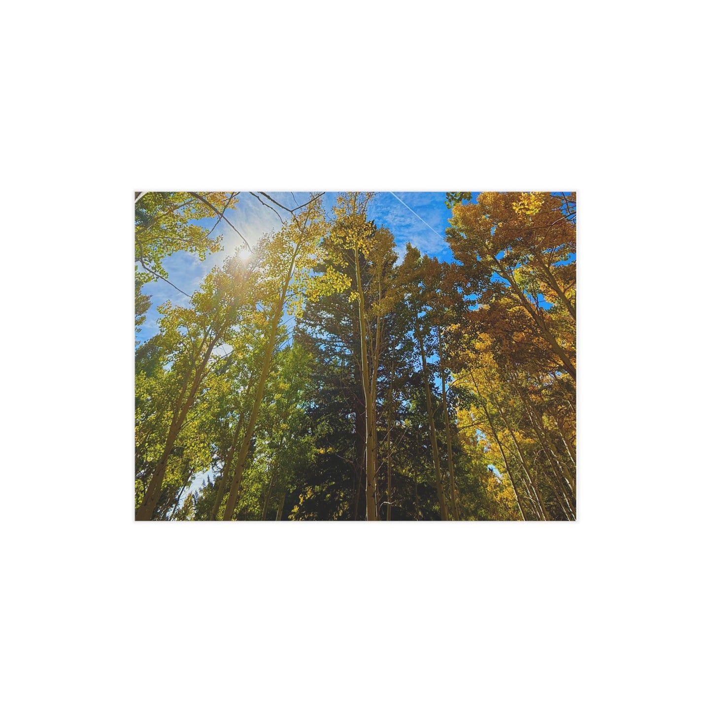 Aspen Trees Unframed Prints, Nature Wall Art, Rustic Home Decor, Eco-Friendly Gift, Cozy Living Room, Fall Decor